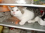 Katze im K&uuml;hlschrank