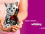 Katzen w&uuml;rden Whiskey saufen
