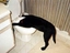 Katze muss spucken