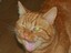 Zwinkerkatze