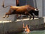 Stier springt ins Wasser