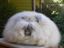 Angora Hase