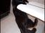 Parkour Katze