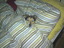 Hund im Bett