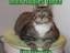 Erpresser-Katze