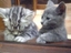 Katze beim Psychiater