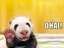 Kleiner Panda
