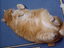 Fetter Kater