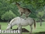 Teamwork bei Tieren