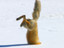 Fuchs im Schnee