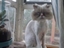 Dickkopf Katze