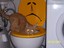 Katze sucht im Klo.
