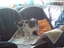 Katze liest Zeitung