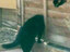Katze mit langem Hals