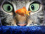 Katze und Fisch