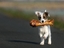 Kleiner Hund mit gro&szlig;em Knochen