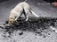 Hund und Pedigree