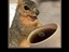 Eichh&ouml;rnchen trinkt Kaffee