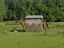 Limousinenpferd