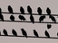Vogel l&auml;&szlig;t sich h&auml;ngen