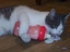Katze mit Fl&auml;schchen