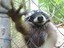 Waschb&auml;r streckt Hand