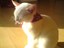 Katze streckt Zunge raus