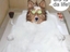 Hundebad