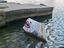 Hai im Wasser