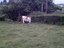Fleischfressende Hecke