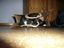 Die Katze im Sack