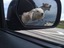 Hunde im Auto