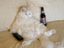 Katze vor dem Fernseher