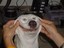 Grinsihund