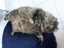 Sehr dicke Katze