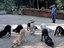 Stillgestanden ihr Hunde