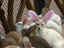 Katzenbunny
