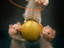 Sportliche Hamster