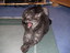 Kater des Teufels