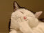 Kicherkatze