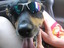 Cooler Sonnenbrillen-Hund
