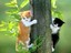 Hilfe! Katzen auf dem Baum