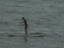 Surfen mal anders