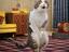 Katze muss dringend