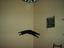 Kater an der Wand