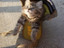 Katze im Schuh
