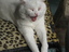 G&auml;hnende Katze