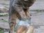 Hungrige Katze will Fisch