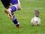 Katze beim Fu&szlig;ball