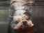 Tauchender Hund